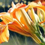 2015 Summer Newsletter