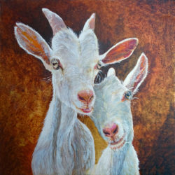 Two-young-goats