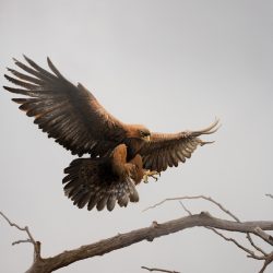 Golden-Eagle-24-x-30-acrylic-on-board-2018