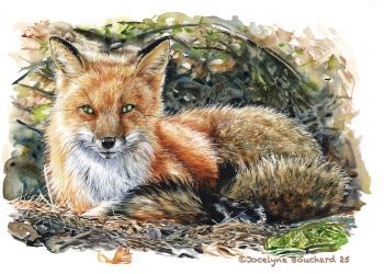 Aquarelles animalières