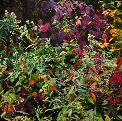 Wendy Bermingham