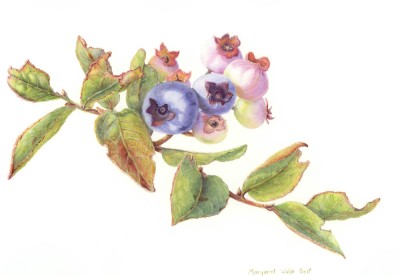 Margaret Walsh Best All the Kids on the Barrens Blueberries Watercolour 21 x 25.5